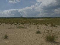 NL, Noord-Brabant, Heusden, Loonse en Drunense Duinen 11, Saxifraga-Marijke Verhagen