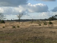 NL, Noord-Brabant, Heusden, Loonse en Drunense Duinen 110, Saxifraga-Willem van Kruijsbergen