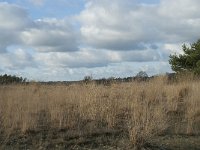 NL, Noord-Brabant, Heusden, Loonse en Drunense Duinen 116, Saxifraga-Willem van Kruijsbergen