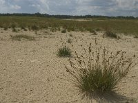 NL, Noord-Brabant, Heusden, Loonse en Drunense Duinen 12, Saxifraga-Marijke Verhagen