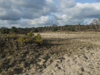 NL, Noord-Brabant, Heusden, Loonse en Drunense Duinen 120, Saxifraga-Willem van Kruijsbergen