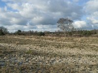 NL, Noord-Brabant, Heusden, Loonse en Drunense Duinen 123, Saxifraga-Willem van Kruijsbergen