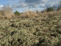 NL, Noord-Brabant, Heusden, Loonse en Drunense Duinen 132, Saxifraga-Willem van Kruijsbergen