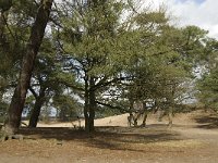 NL, Noord-Brabant, Heusden, Loonse en Drunense Duinen 141, Saxifraga-Jan van der Straaten