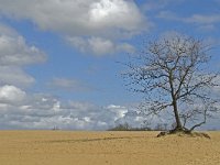 NL, Noord-Brabant, Heusden, Loonse en Drunense Duinen 146, Saxifraga-Jan van der Straaten