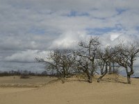 NL, Noord-Brabant, Heusden, Loonse en Drunense Duinen 148, Saxifraga-Jan van der Straaten