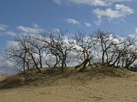 NL, Noord-Brabant, Heusden, Loonse en Drunense Duinen 152, Saxifraga-Jan van der Straaten