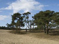 NL, Noord-Brabant, Heusden, Loonse en Drunense Duinen 154, Saxifraga-Jan van der Straaten