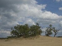 NL, Noord-Brabant, Heusden, Loonse en Drunense Duinen 16, Saxifraga-Marijke Verhagen