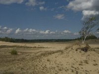 NL, Noord-Brabant, Heusden, Loonse en Drunense Duinen 21, Saxifraga-Marijke Verhagen