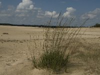 NL, Noord-Brabant, Heusden, Loonse en Drunense Duinen 26, Saxifraga-Marijke Verhagen