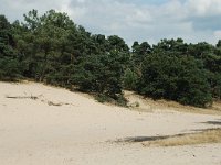 NL, Noord-Brabant, Heusden, Loonse en Drunense Duinen 3, Saxifraga-Jaap Bouwman