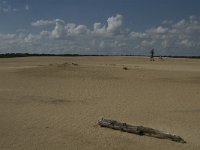 NL, Noord-Brabant, Heusden, Loonse en Drunense Duinen 30, Saxifraga-Marijke Verhagen