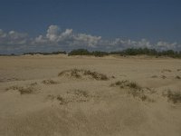 NL, Noord-Brabant, Heusden, Loonse en Drunense Duinen 31, Saxifraga-Marijke Verhagen