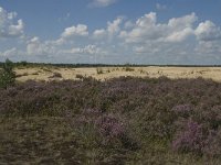 NL, Noord-Brabant, Heusden, Loonse en Drunense Duinen 37, Saxifraga-Marijke Verhagen