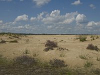 NL, Noord-Brabant, Heusden, Loonse en Drunense Duinen 38, Saxifraga-Marijke Verhagen