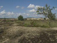 NL, Noord-Brabant, Heusden, Loonse en Drunense Duinen 49, Saxifraga-Marijke Verhagen