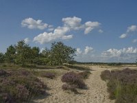 NL, Noord-Brabant, Heusden, Loonse en Drunense Duinen 54, Saxifraga-Marijke Verhagen