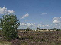 NL, Noord-Brabant, Heusden, Loonse en Drunense Duinen 55, Saxifraga-Marijke Verhagen