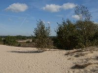 NL, Noord-Brabant, Heusden, Loonse en Drunense Duinen 59, Saxifraga-Jan van der Straaten