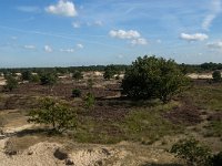 NL, Noord-Brabant, Heusden, Loonse en Drunense Duinen 62, Saxifraga-Jan van der Straaten