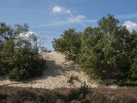 NL, Noord-Brabant, Heusden, Loonse en Drunense Duinen 63, Saxifraga-Jan van der Straaten