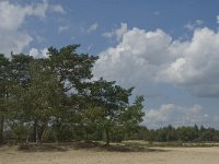 NL, Noord-Brabant, Heusden, Loonse en Drunense Duinen 64, Saxifraga-Marijke Verhagen