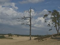 NL, Noord-Brabant, Heusden, Loonse en Drunense Duinen 65, Saxifraga-Marijke Verhagen