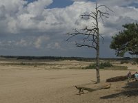 NL, Noord-Brabant, Heusden, Loonse en Drunense Duinen 67, Saxifraga-Marijke Verhagen