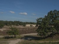 NL, Noord-Brabant, Heusden, Loonse en Drunense Duinen 69, Saxifraga-Jan van der Straaten