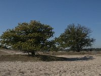 NL, Noord-Brabant, Heusden, Loonse en Drunense Duinen 75, Saxifraga-Jan van der Straaten