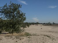 NL, Noord-Brabant, Heusden, Loonse en Drunense Duinen 78, Saxifraga-Jan van der Straaten