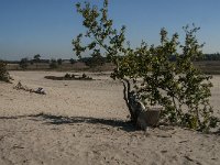 NL, Noord-Brabant, Heusden, Loonse en Drunense Duinen 80, Saxifraga-Jan van der Straaten