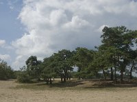 NL, Noord-Brabant, Heusden, Loonse en Drunense Duinen 83, Saxifraga-Marijke Verhagen