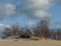 NL, Noord-Brabant, Heusden, Loonse en Drunense Duinen 87, Saxifraga-Willem van Kruijsbergen