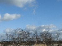 NL, Noord-Brabant, Heusden, Loonse en Drunense Duinen 89, Saxifraga-Willem van Kruijsbergen