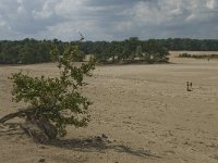 NL, Noord-Brabant, Heusden, Loonse en Drunense Duinen 9, Saxifraga-Marijke Verhagen