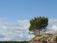 NL, Noord-Brabant, Heusden, Loonse en Drunense Duinen 92, Saxifraga-Willem van Kruijsbergen