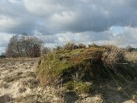 NL, Noord-Brabant, Heusden, Loonse en Drunense Duinen 98, Saxifraga-Willem van Kruijsbergen