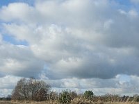 NL, Noord-Brabant, Heusden, Loonse en Drunense Duinen 99, Saxifraga-Willem van Kruijsbergen