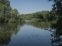 NL, Noord-Brabant, Heusden, Roeivijver Drunen 3, Saxifraga-Jan van der Straaten