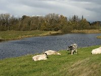 NL, Noord-Brabant, Heusden, Zeedijk 10, Saxifraga-Jan van der Straaten