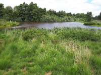 NL, Noord-Brabant, Hilvarenbeek, Broekeling 1, Saxifraga-Tom Heijnen