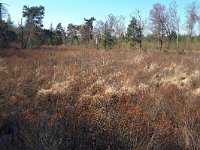 NL, Noord-Brabant, Hilvarenbeek, Broekeling 8, Saxifraga-Tom Heijnen