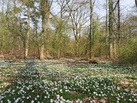 NL, Noord-Brabant, Hilvarenbeek, De Hertgang 3, Saxifraga-Tom Heijnen