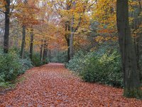 NL, Noord-Brabant, Hilvarenbeek, De Hertgang 4, Saxifraga-Tom Heijnen