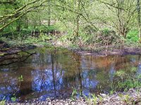 NL, Noord-Brabant, Hilvarenbeek, Reusel in De Hertgang 12, Saxifraga-Tom Heijnen