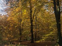 NL, Noord-Brabant, Hilvarenbeek, Rovertsche Heide 3, Saxifraga-Jan van der Straaten