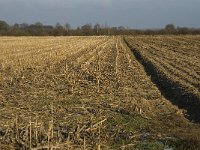 NL, Noord-Brabant, Land van Cuijk, Beerse Overlaat 2, Saxifraga-Jan van der Straaten