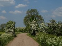 NL, Noord-Brabant, Land van Cuijk, De Maasheggen 1, Saxifraga-Jan van der Straaten